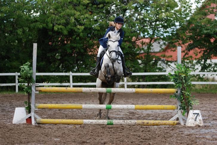 New Forest Rødtjørns Bellis *tidligere hest* - igen igen<3 vi blev nr. 3 i lc og nr. 2 i lb stilspringning<33 billede 7