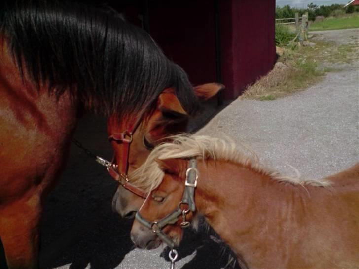 Shetlænder Bette Klaus - min hund :) - Bette & Bandit billede 13