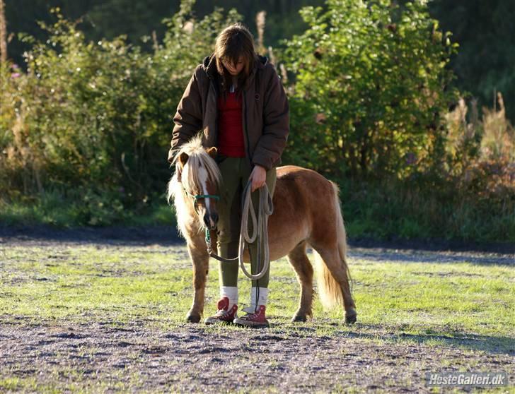 Shetlænder Bette Klaus - min hund :) - Weekendkursus billede 15