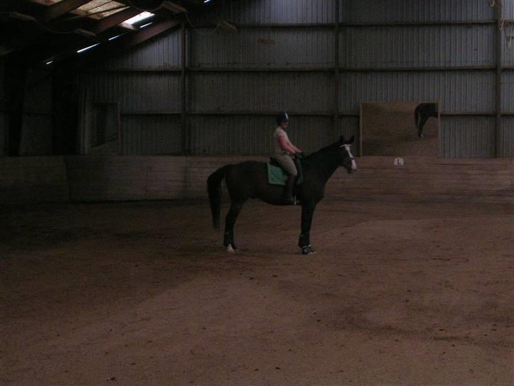 Hannoveraner A la Luigi R.I.P billede 13