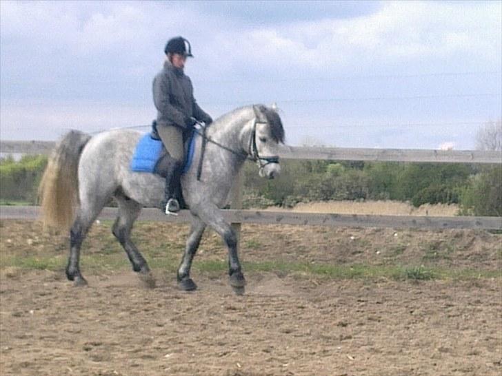 Connemara Skovbækkens Mikado - Nyt Billede af mig og Mikado Maj 2010 billede 9