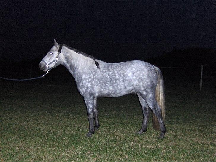 Connemara Skovbækkens Mikado billede 14