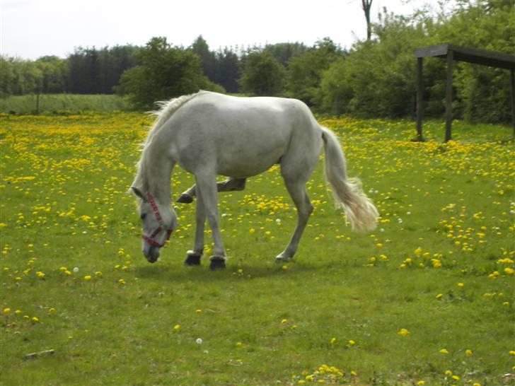 Shagya Araber (SH) # obalina^^*- - det kløer lige der ja lige der....... ( : billede 8