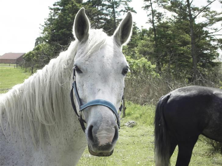 Shagya Araber (SH) # obalina^^*- - hvad var det.....? ............? billede 10