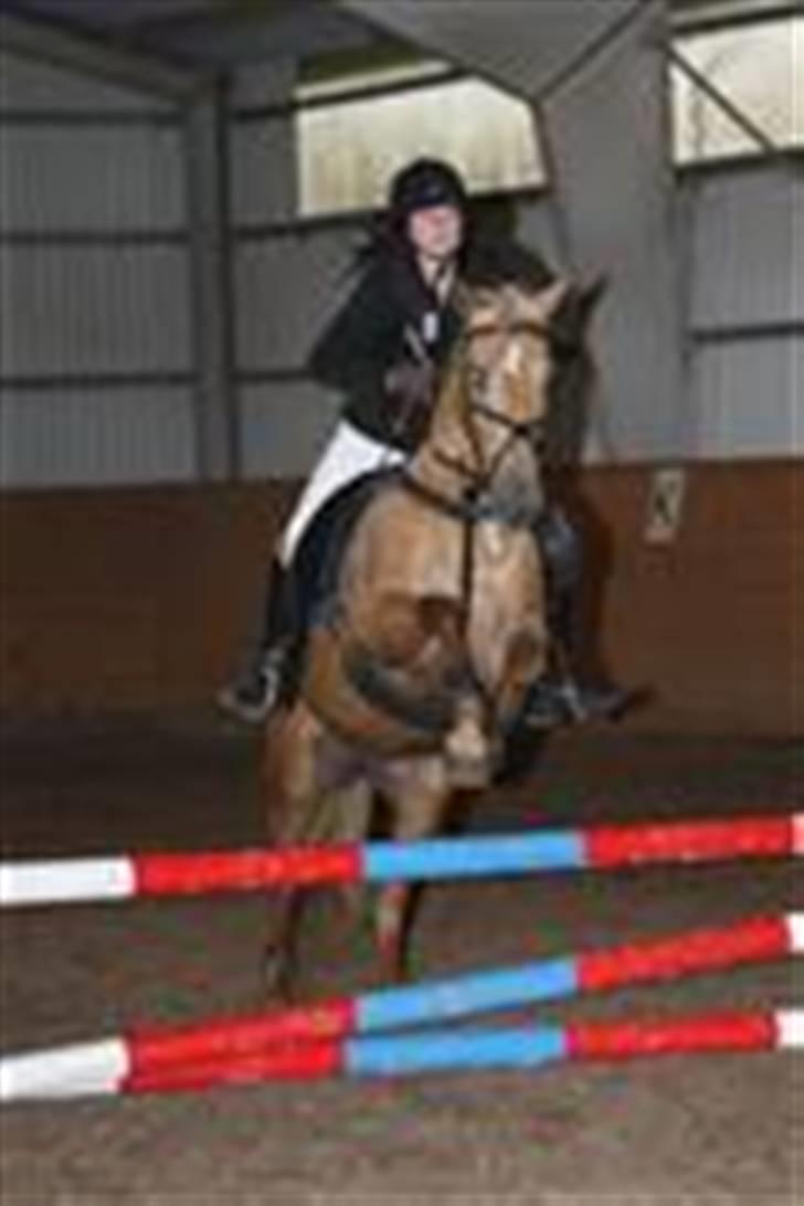 Palomino Cassio - Cassios første springstævne billede 4