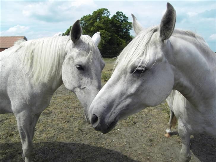 Shagya Araber (SH) # obalina^^*- - lad nu vær med det der   billede 12