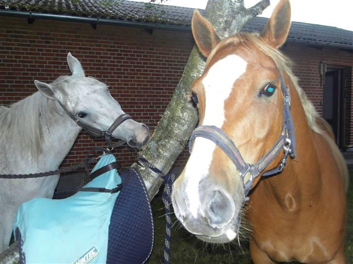 Shagya Araber (SH) # obalina^^*- - jeg kan godt lig træer billede 13