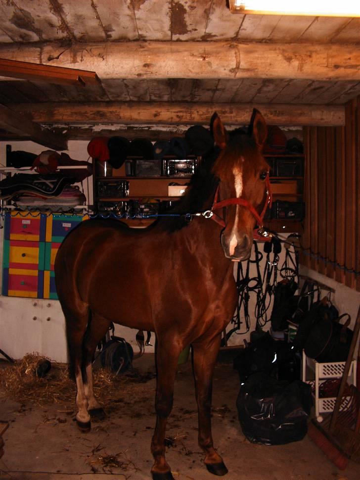 Hollandsk Sportspony Jas. Ginger - solgt. - Ginger inde i stalden billede 5