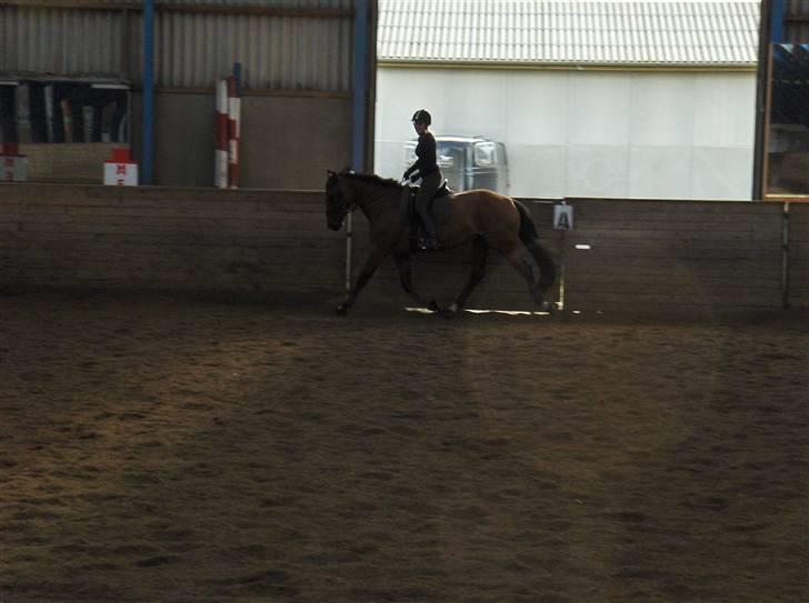 Anden særlig race Lady Liva - R.I.P - 16. august 09 billede 12