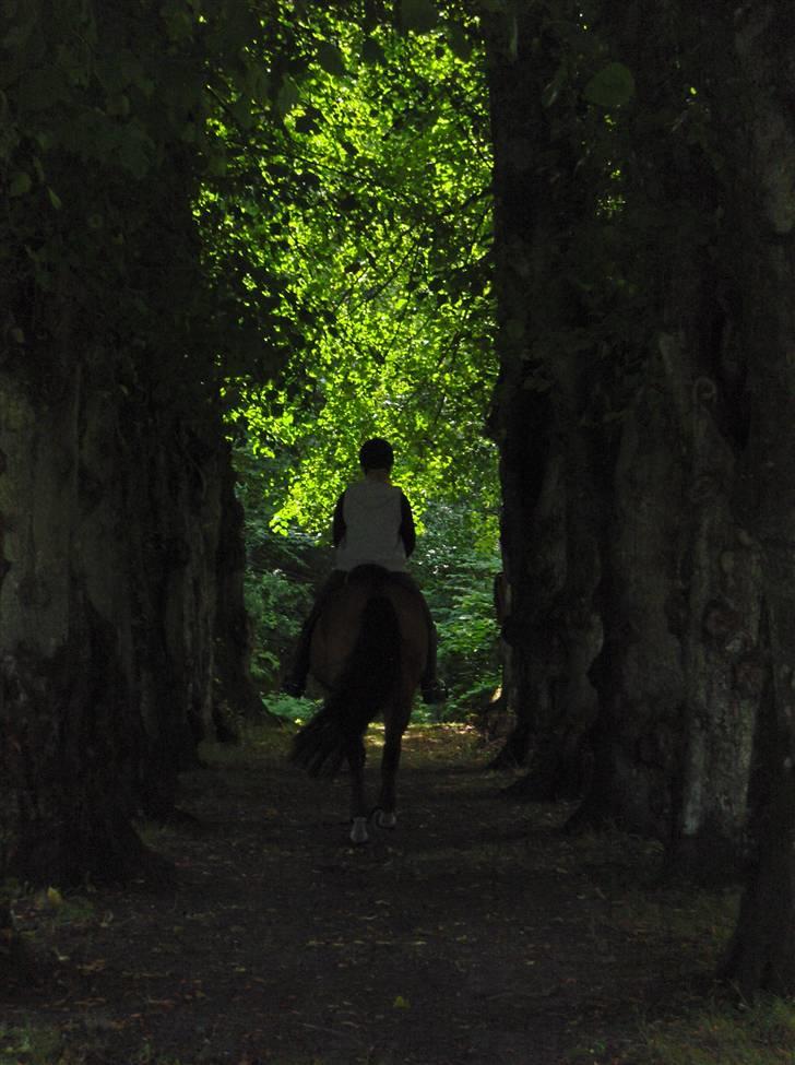 Anden særlig race Lady Liva - R.I.P - 16. august 09 billede 14