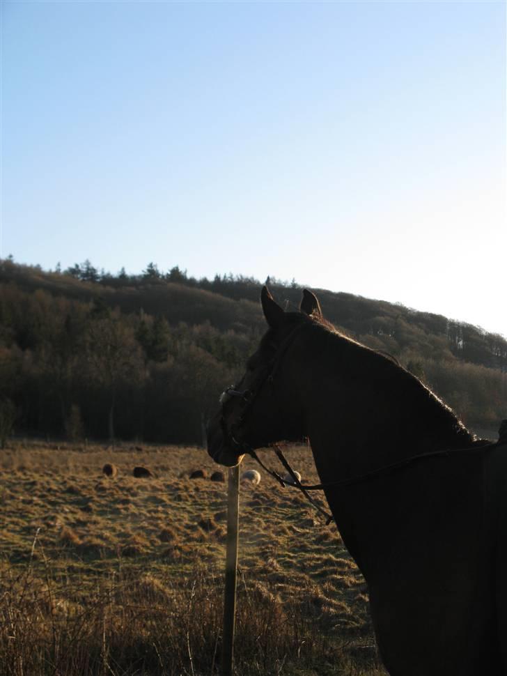 Anden særlig race Penelope<3 billede 8