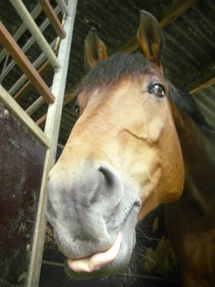 Anden særlig race Penelope<3 billede 9