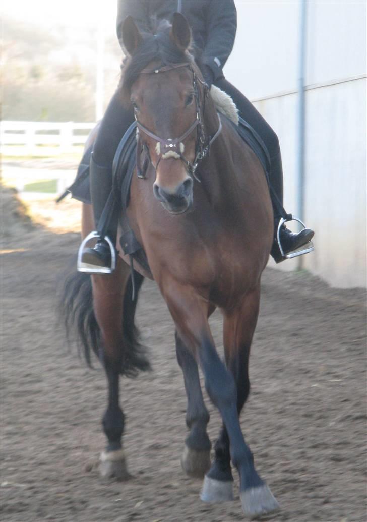 Anden særlig race Penelope<3 billede 10