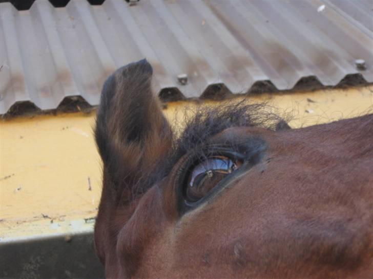 Anden særlig race Penelope<3 billede 11