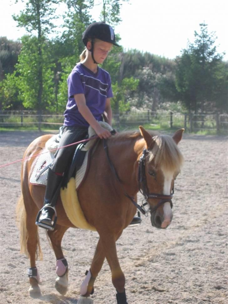 DSP Forever Dancer *A-pony* billede 13