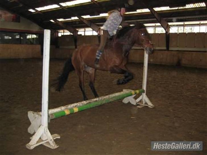 Anden særlig race Penelope<3 billede 14