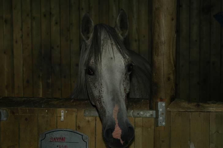 Arabisk fuldblod (OX) Bleas billede 4