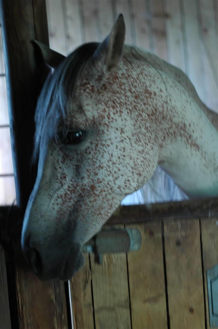 Arabisk fuldblod (OX) Bleas billede 5