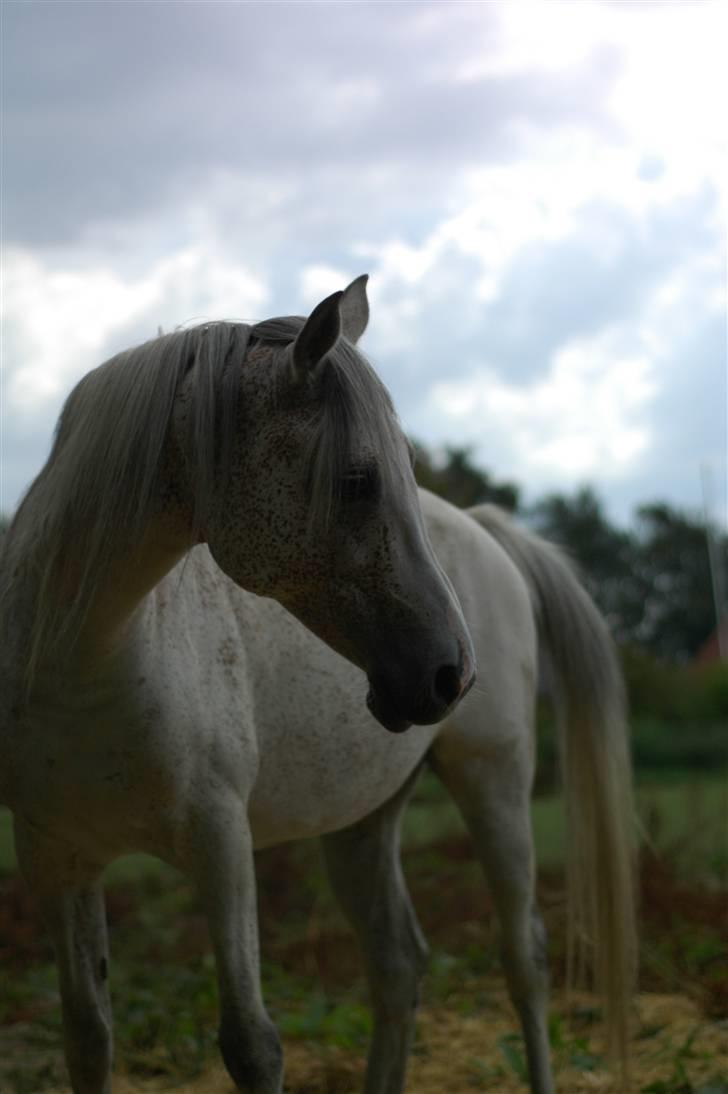 Arabisk fuldblod (OX) Bleas billede 6