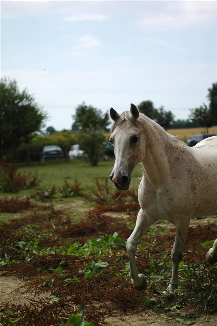 Arabisk fuldblod (OX) Bleas billede 7