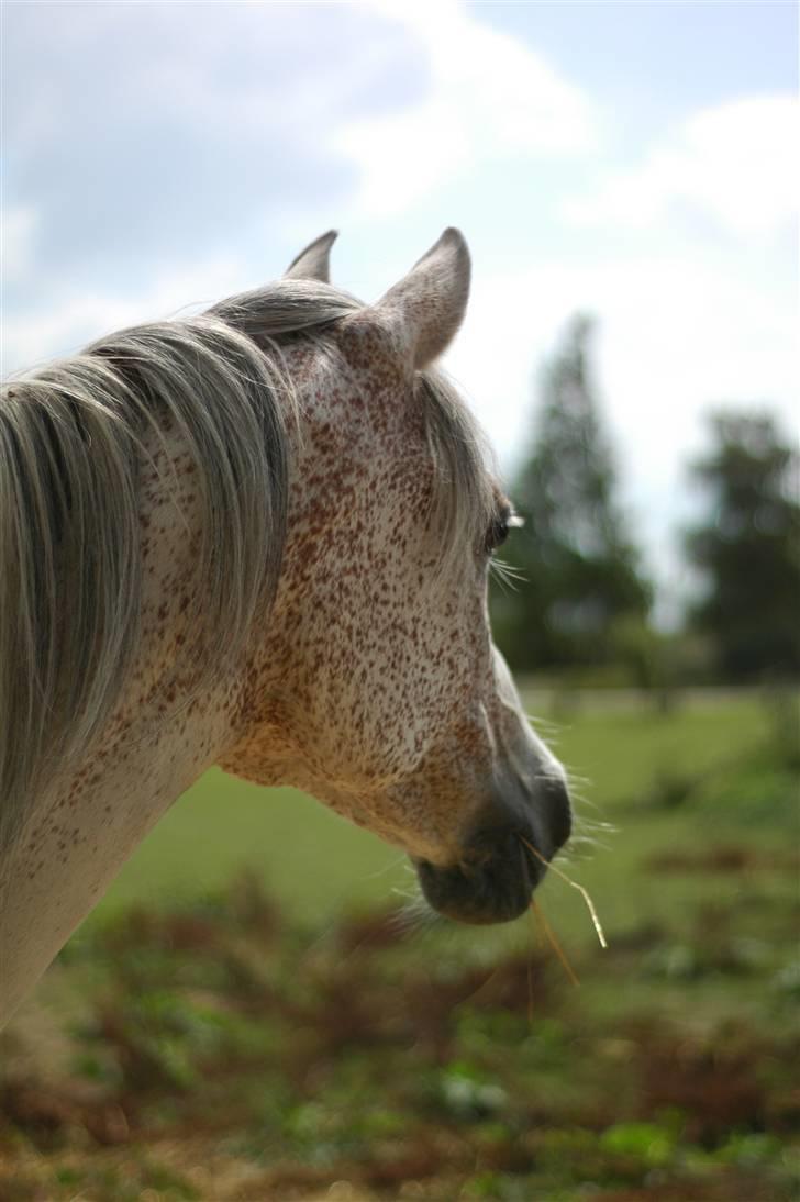 Arabisk fuldblod (OX) Bleas billede 8