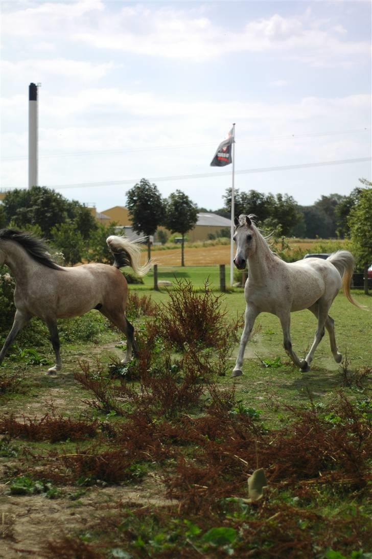 Arabisk fuldblod (OX) Bleas billede 9