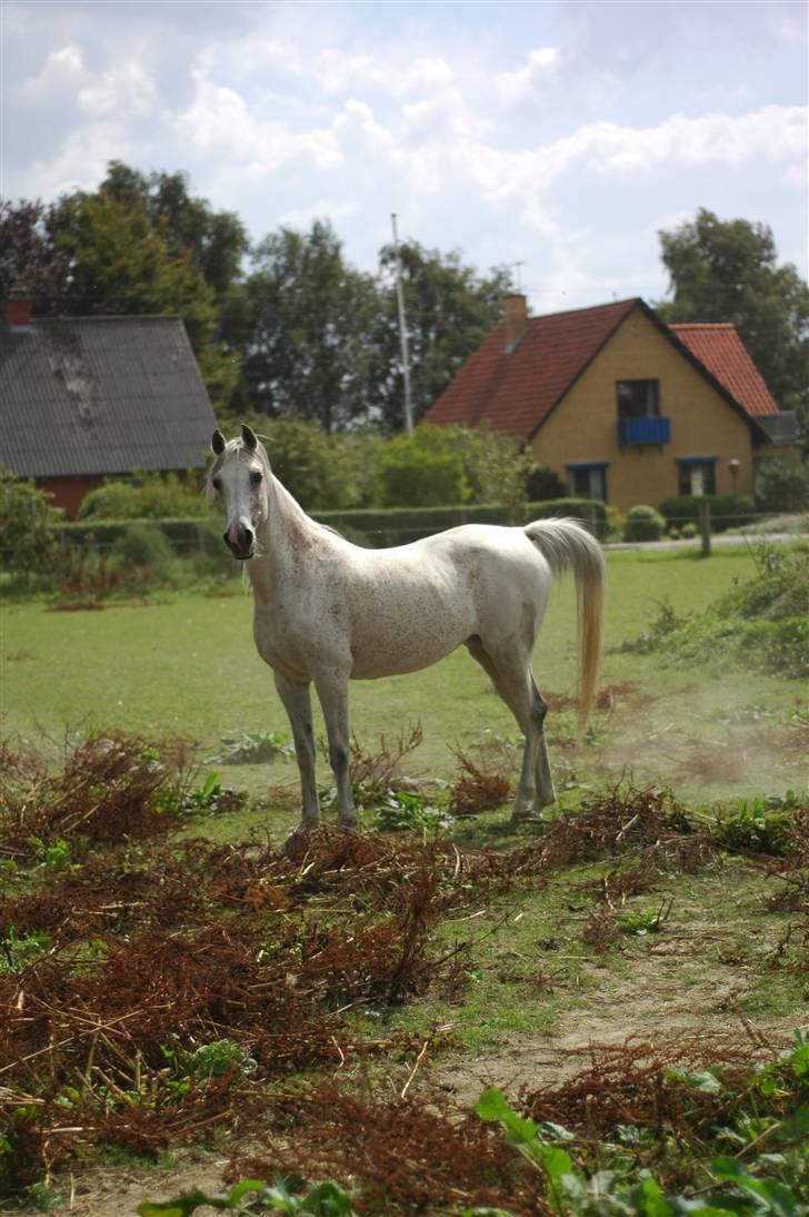 Arabisk fuldblod (OX) Bleas billede 10