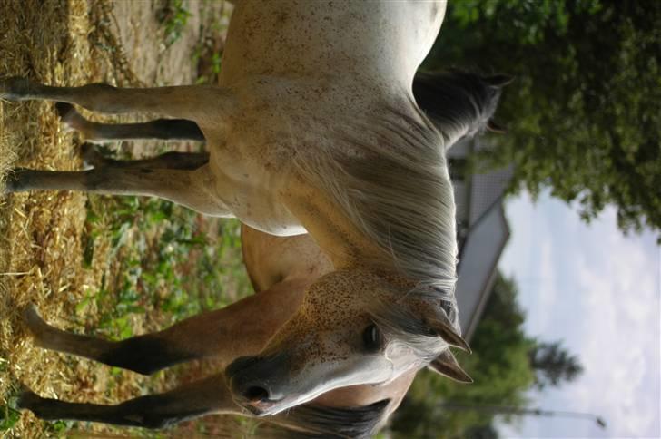 Arabisk fuldblod (OX) Bleas billede 11