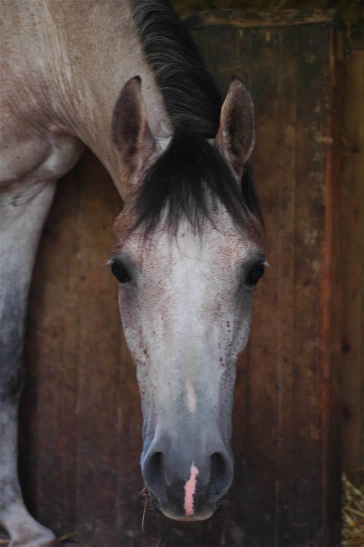 Arabisk fuldblod (OX) Saxon  *Solgt* billede 4