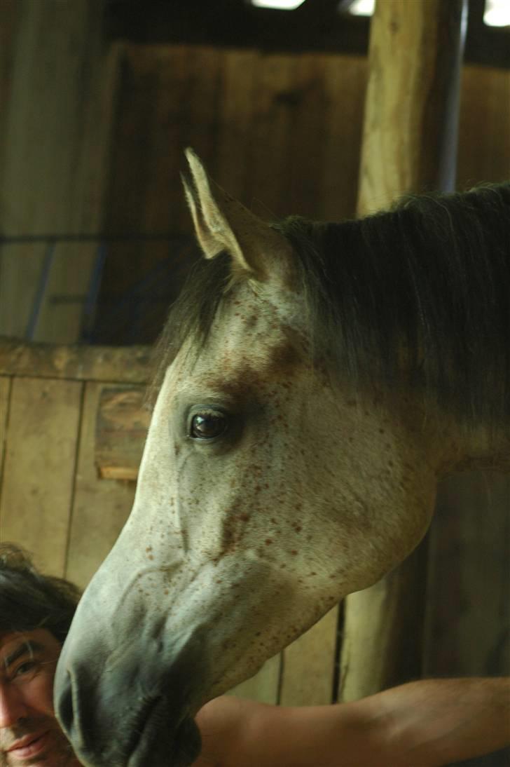 Arabisk fuldblod (OX) Saxon  *Solgt* billede 5