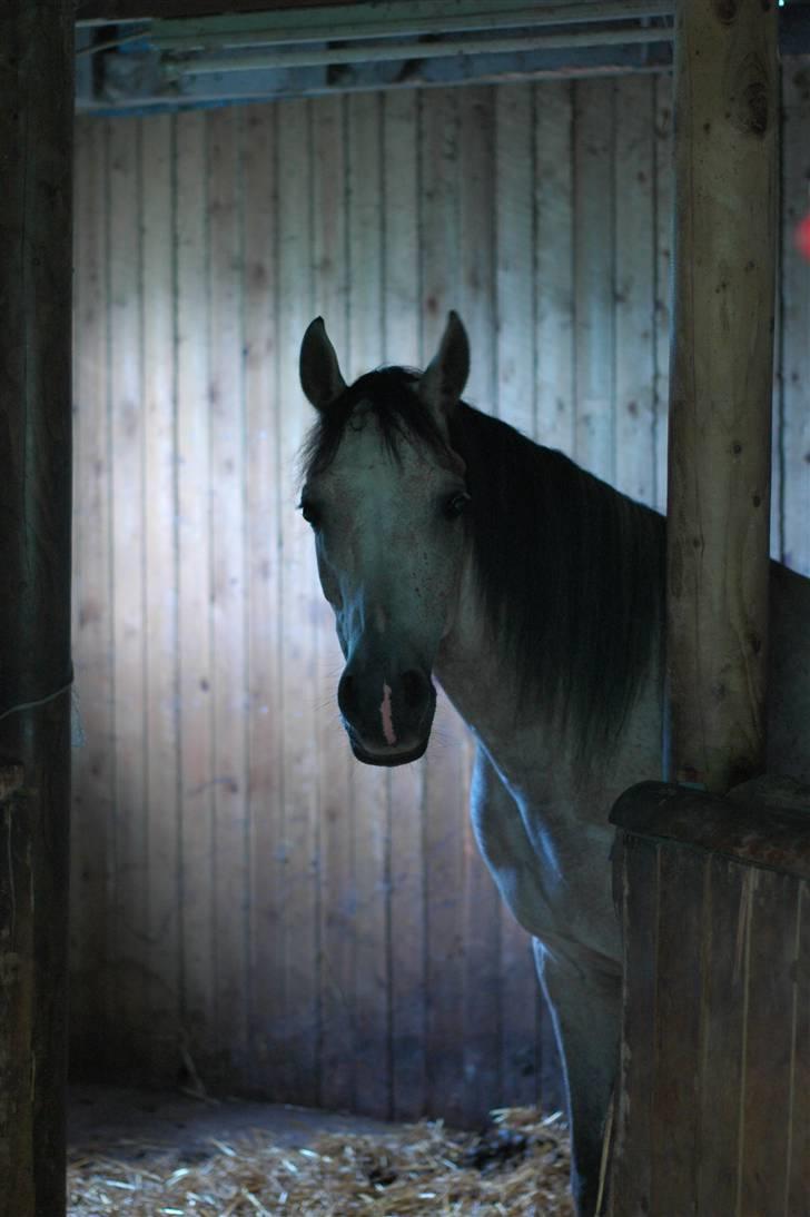 Arabisk fuldblod (OX) Saxon  *Solgt* billede 6