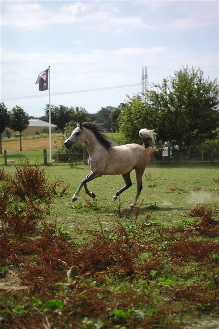 Arabisk fuldblod (OX) Saxon  *Solgt* billede 7