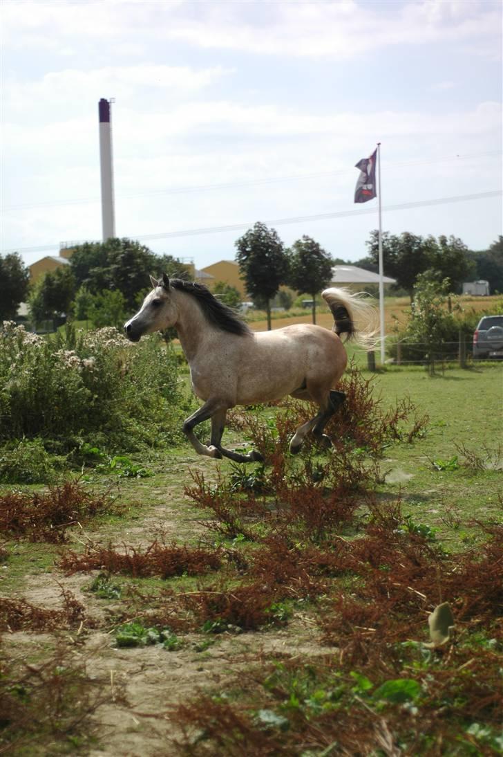 Arabisk fuldblod (OX) Saxon  *Solgt* billede 8