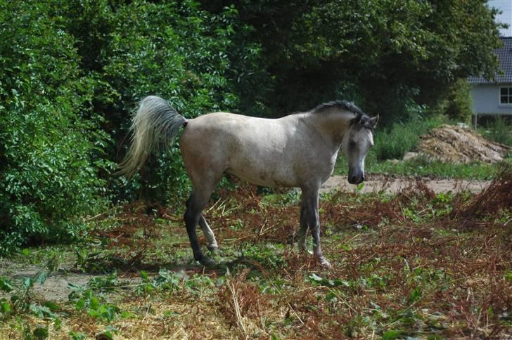Arabisk fuldblod (OX) Saxon  *Solgt* billede 9