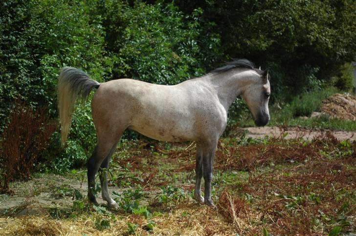 Arabisk fuldblod (OX) Saxon  *Solgt* billede 10