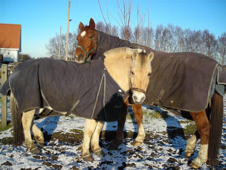 Fjordhest felix R.I.P - felix på vinter fold med sin bedste ven (: billede 5