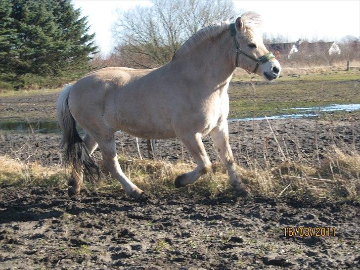 Fjordhest felix R.I.P - (: <3 billede 7