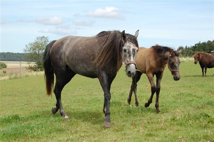 Pura Raza Española Contessa - Nu er vi trætte,efter mødet med alle de nye heste. billede 6
