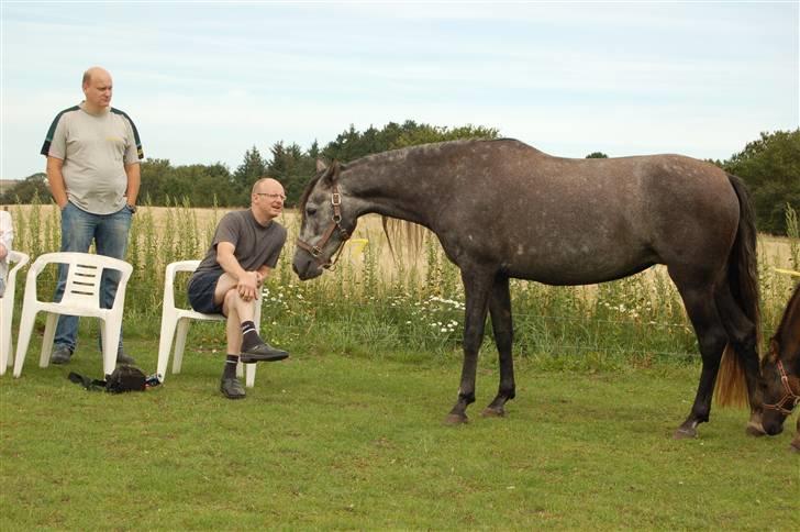 Pura Raza Española Contessa - Måske kan man få lidt opmærksomhed her? billede 7