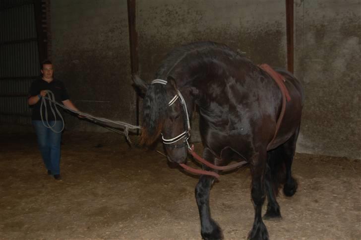 Frieser Tikki - Nu er det slut med at g&#229; og lave ingenting i K&#230;rby. Nu er tr&#230;ningen startet. billede 11
