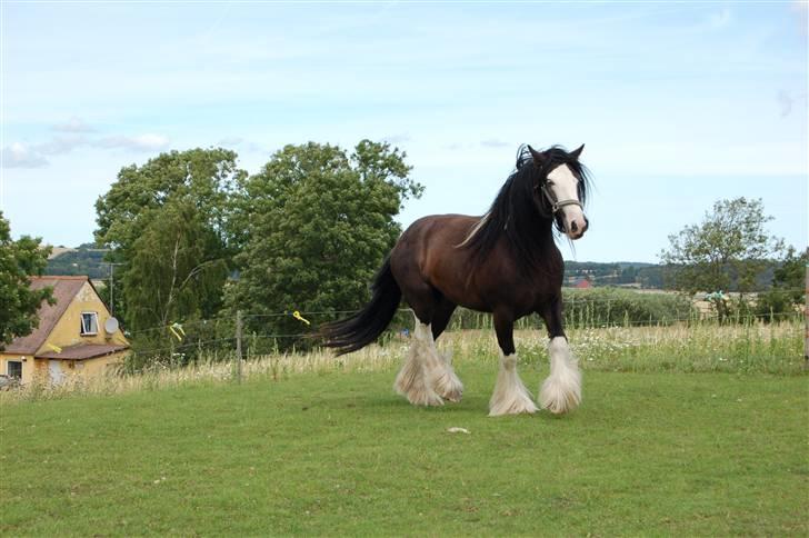 Irish Cob Fætter Olsen - Nu gider jeg ikke løbe mere... billede 6
