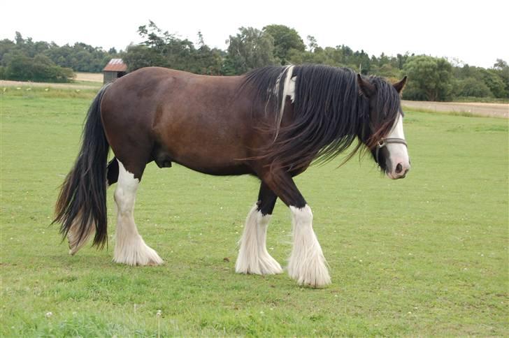 Irish Cob Fætter Olsen - Ganske afslappet... billede 7