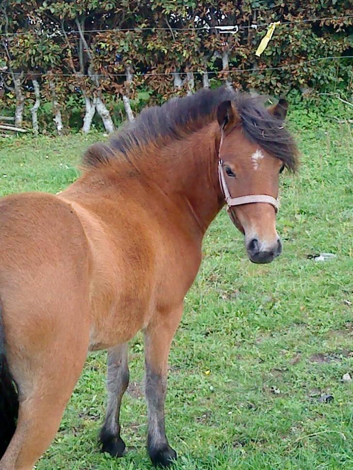 Anden særlig race Lille Gitte solgt/byttet billede 1