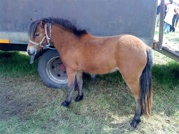 Anden særlig race Lille Gitte solgt/byttet billede 2