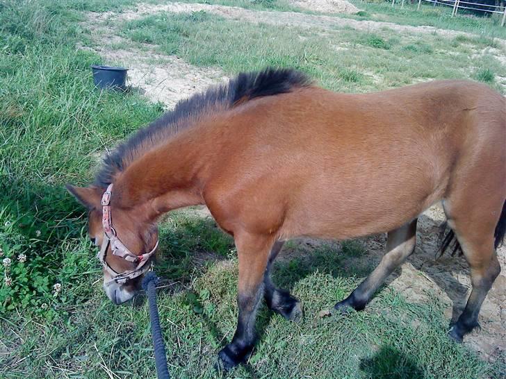 Anden særlig race Lille Gitte solgt/byttet billede 3