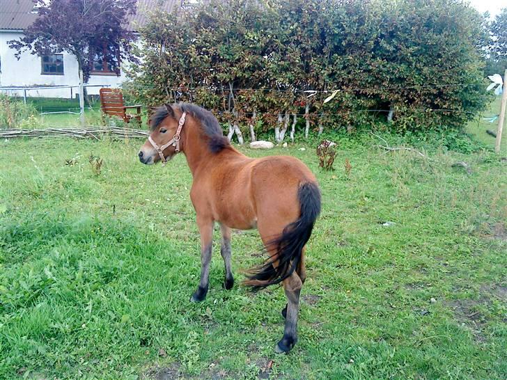 Anden særlig race Lille Gitte solgt/byttet billede 4