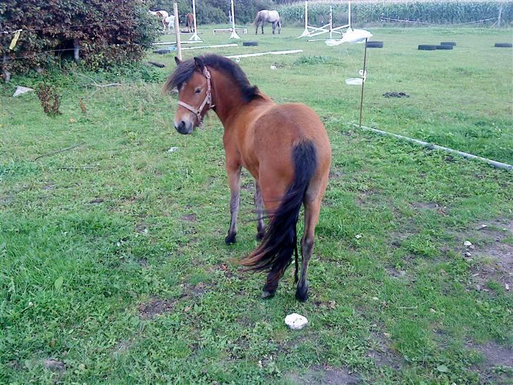 Anden særlig race Lille Gitte solgt/byttet billede 5