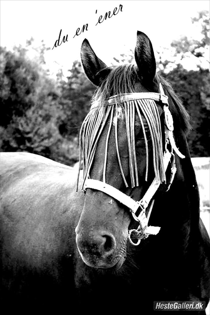 Oldenborg Dea gammel part.  - ude & ride hehe <3 udskyld at billedet er sløret <3 billede 12