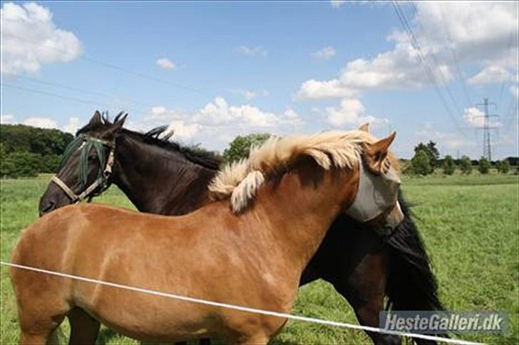 Oldenborg Dea gammel part.  - Dea & Natarone på foleden! <3  billede 14