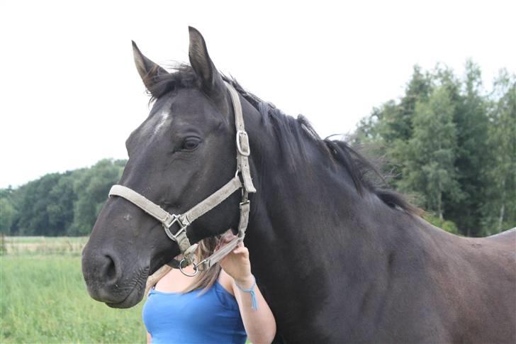 Oldenborg Dea gammel part.  - Hygge på folden <3 billede 15